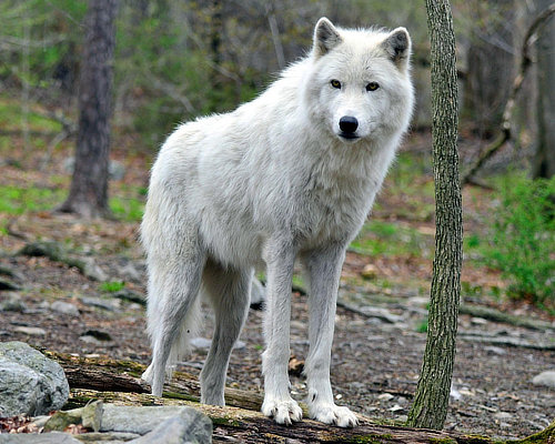 Wolf reserve